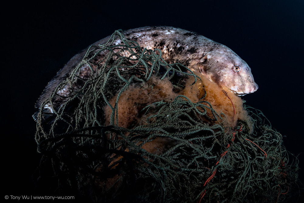 Liparis tanakae snailfish